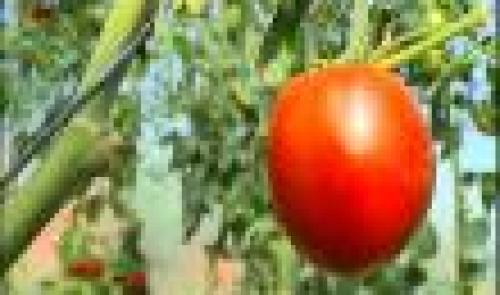Fourons: festival de la tomate